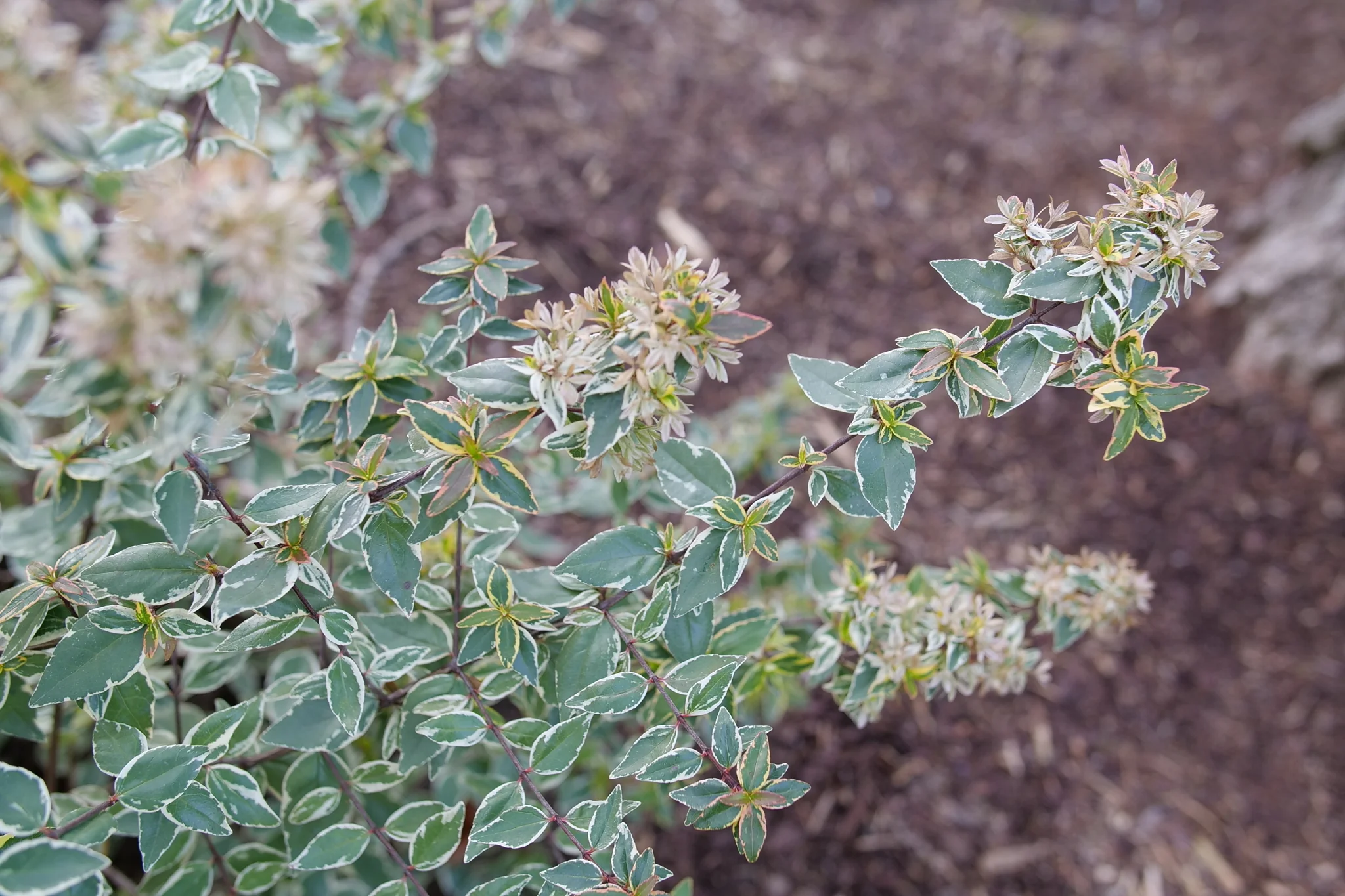 Mucho Gusto® Abelia - Image 2