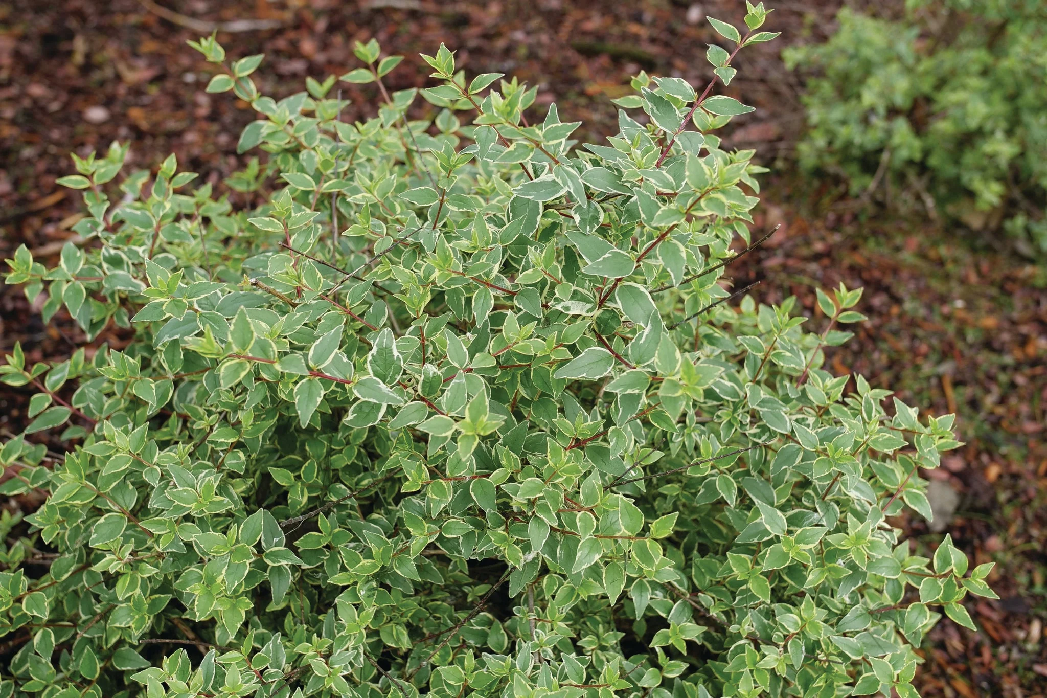 Mucho Gusto® Abelia - Image 3