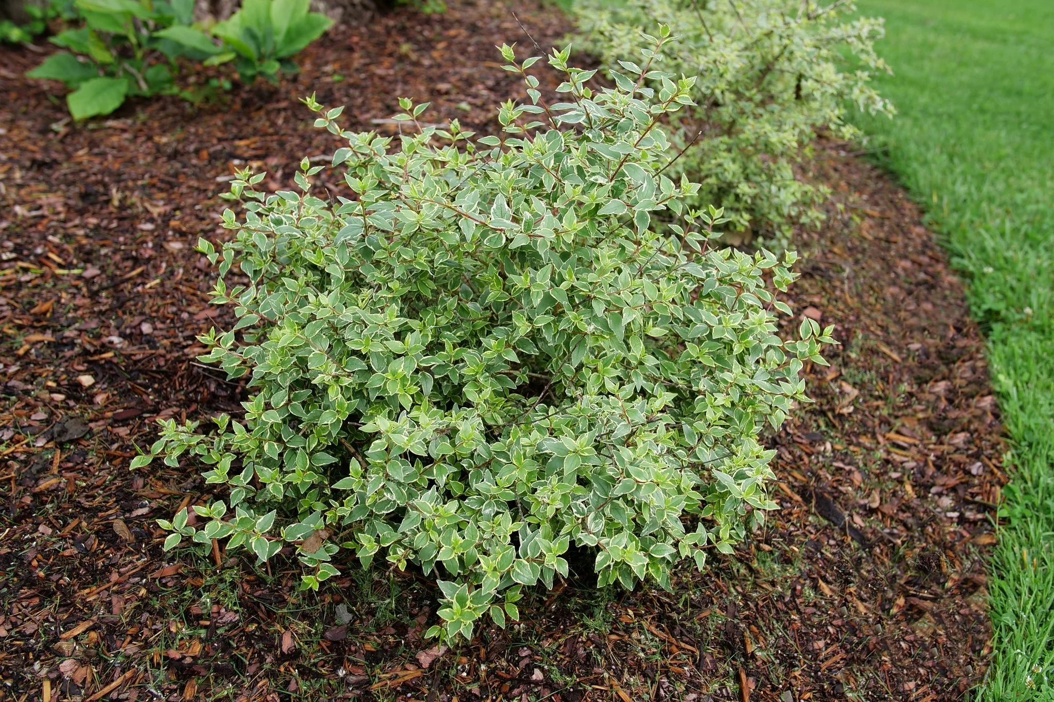 Mucho Gusto® Abelia - Image 4