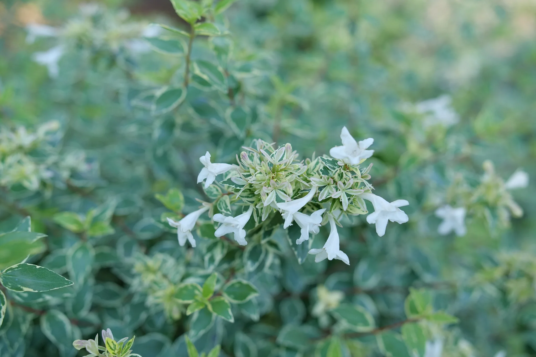 Mucho Gusto® Abelia - Image 5