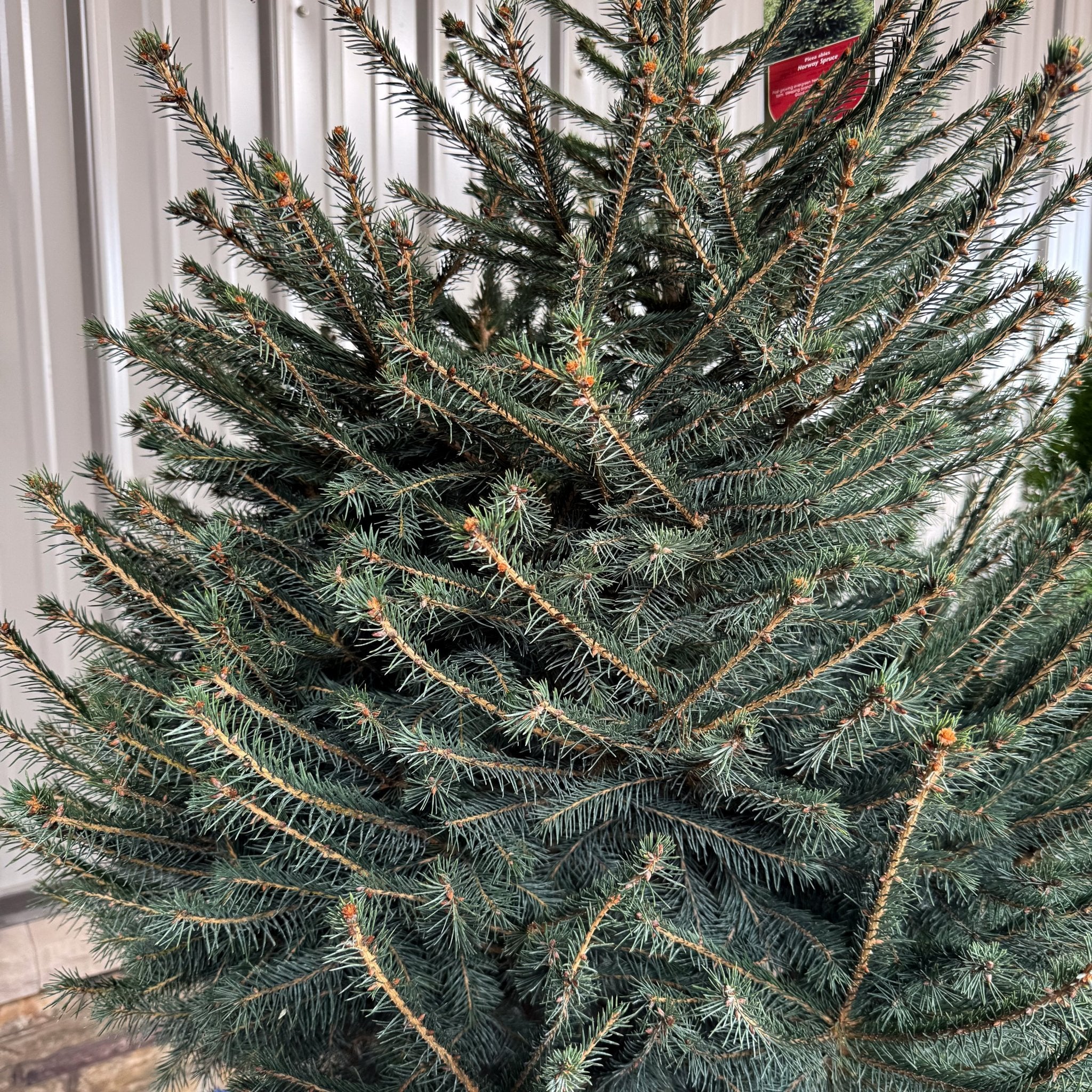 Norway Spruce Tree - Image 3