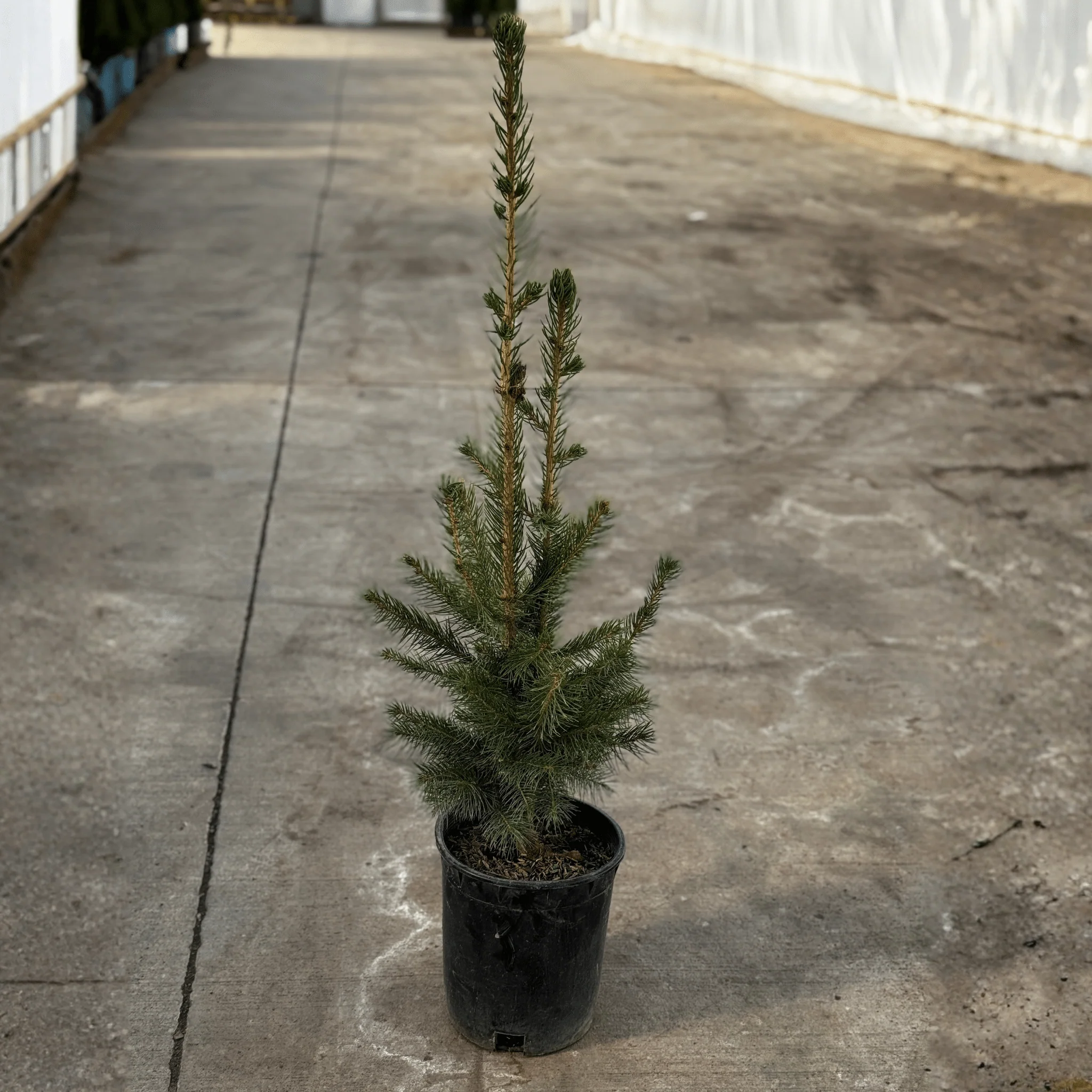 Norway Spruce Tree - Image 7