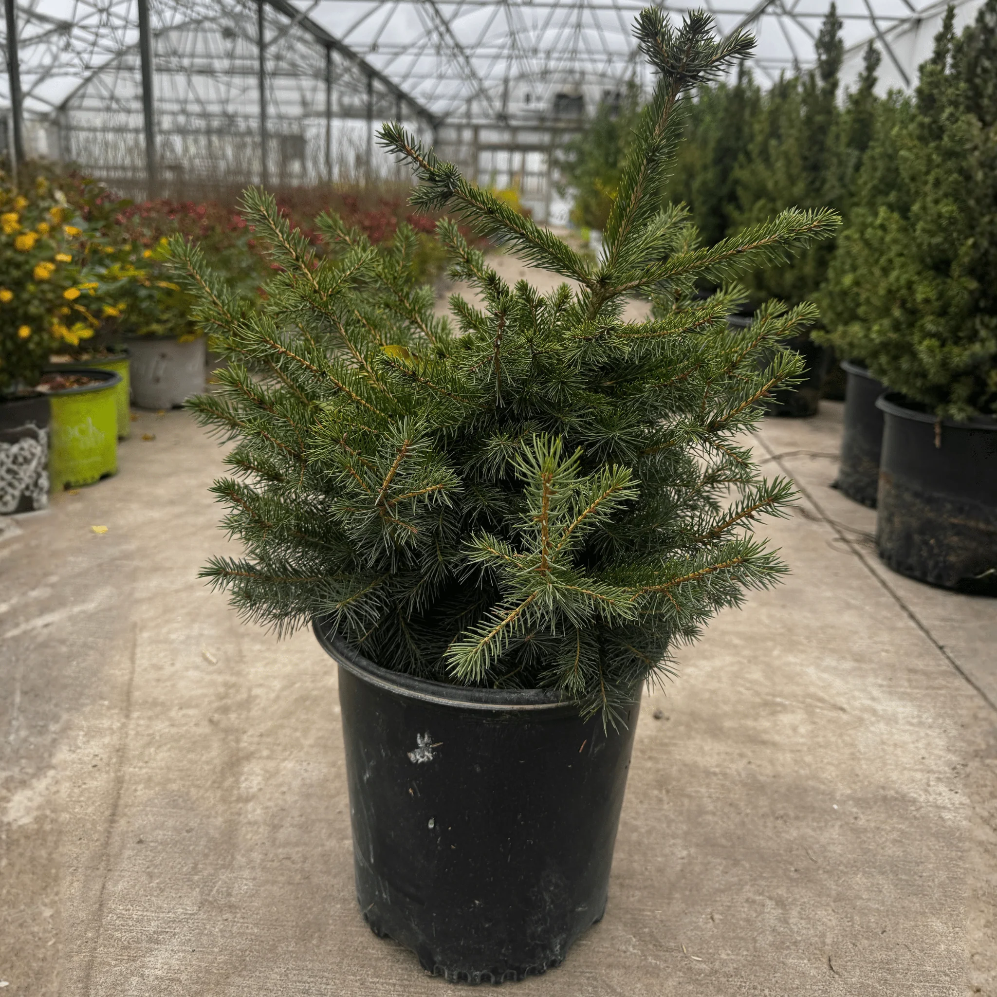 Norway Spruce Tree - Image 8