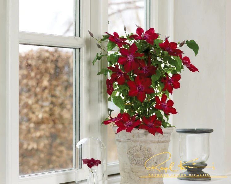 Nubia™ Clematis - Image 2