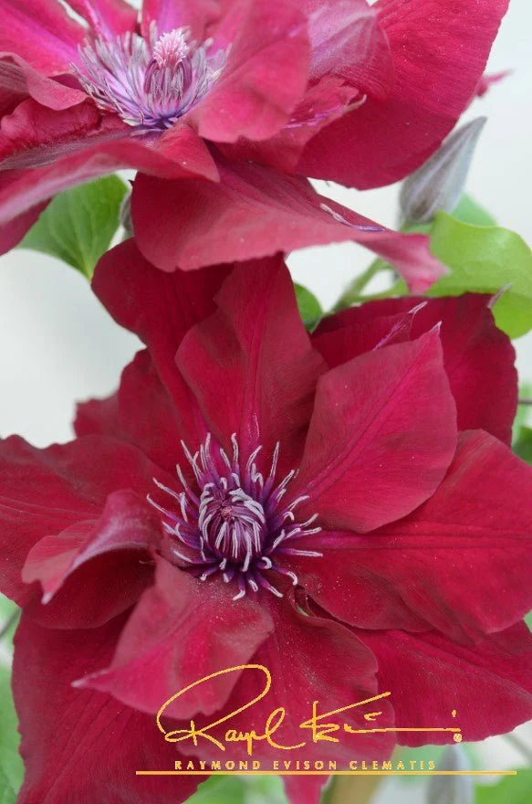 Nubia™ Clematis - Image 3