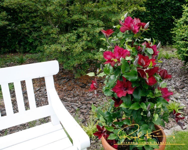 Nubia™ Clematis - Image 4