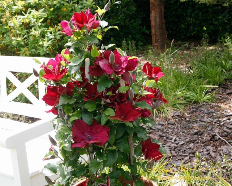 Nubia™ Clematis - Image 5