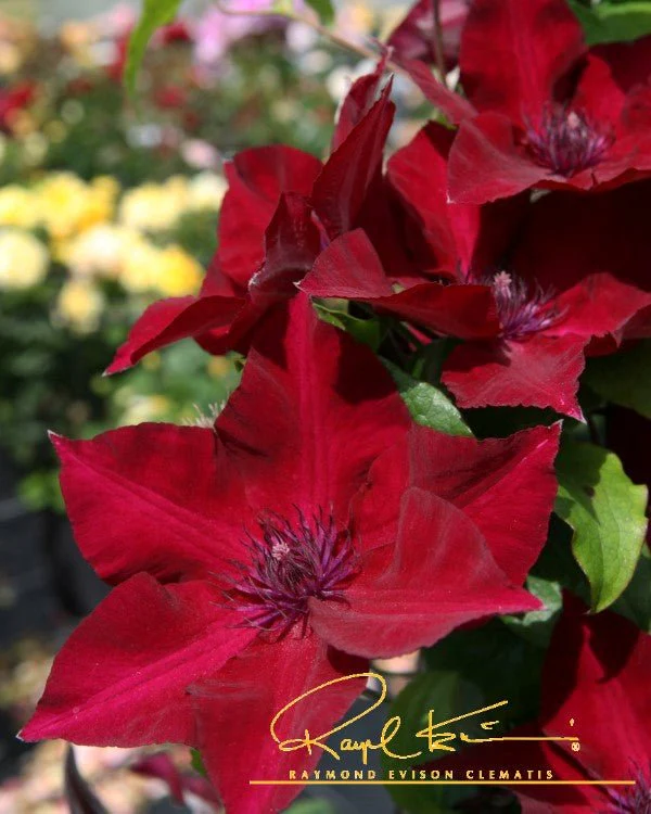 Nubia™ Clematis - Image 6