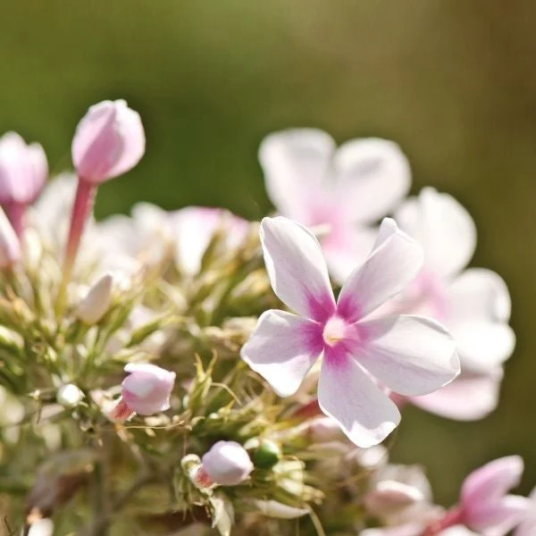 Opening Act Pink - a - Dot Hybrid Phlox - Image 2