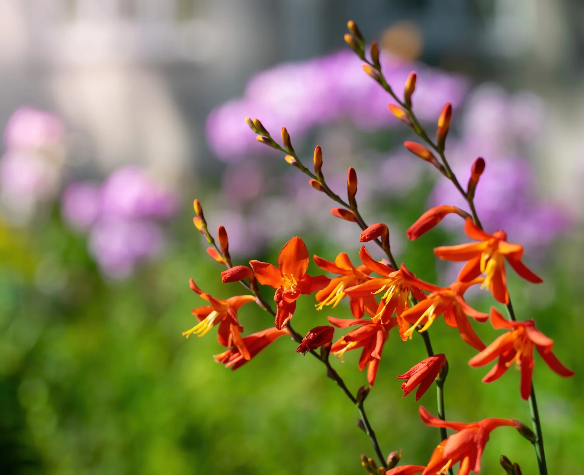 Orange Pekoe Crocosmia - Image 2