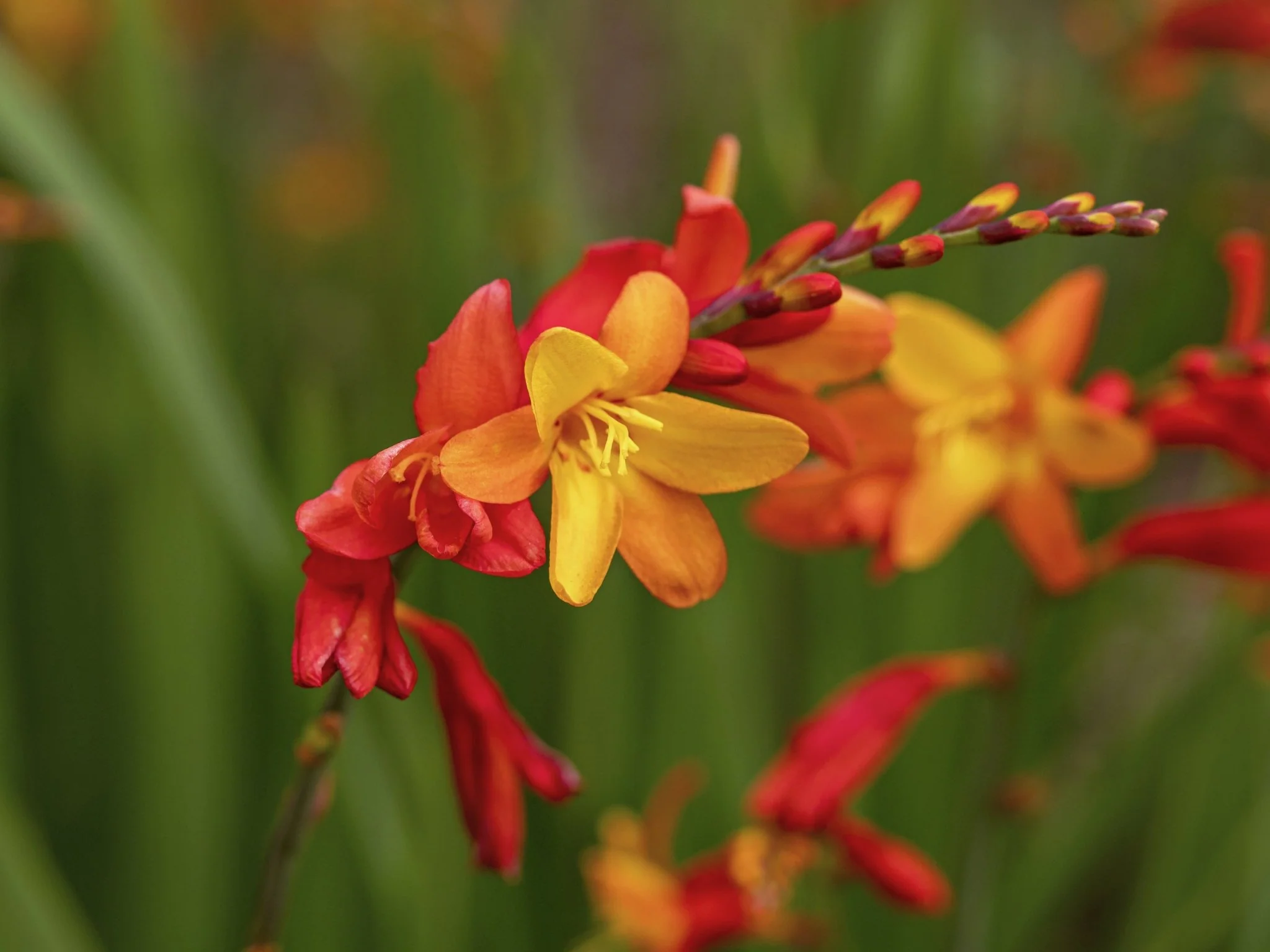 Orange Pekoe Crocosmia - Image 3