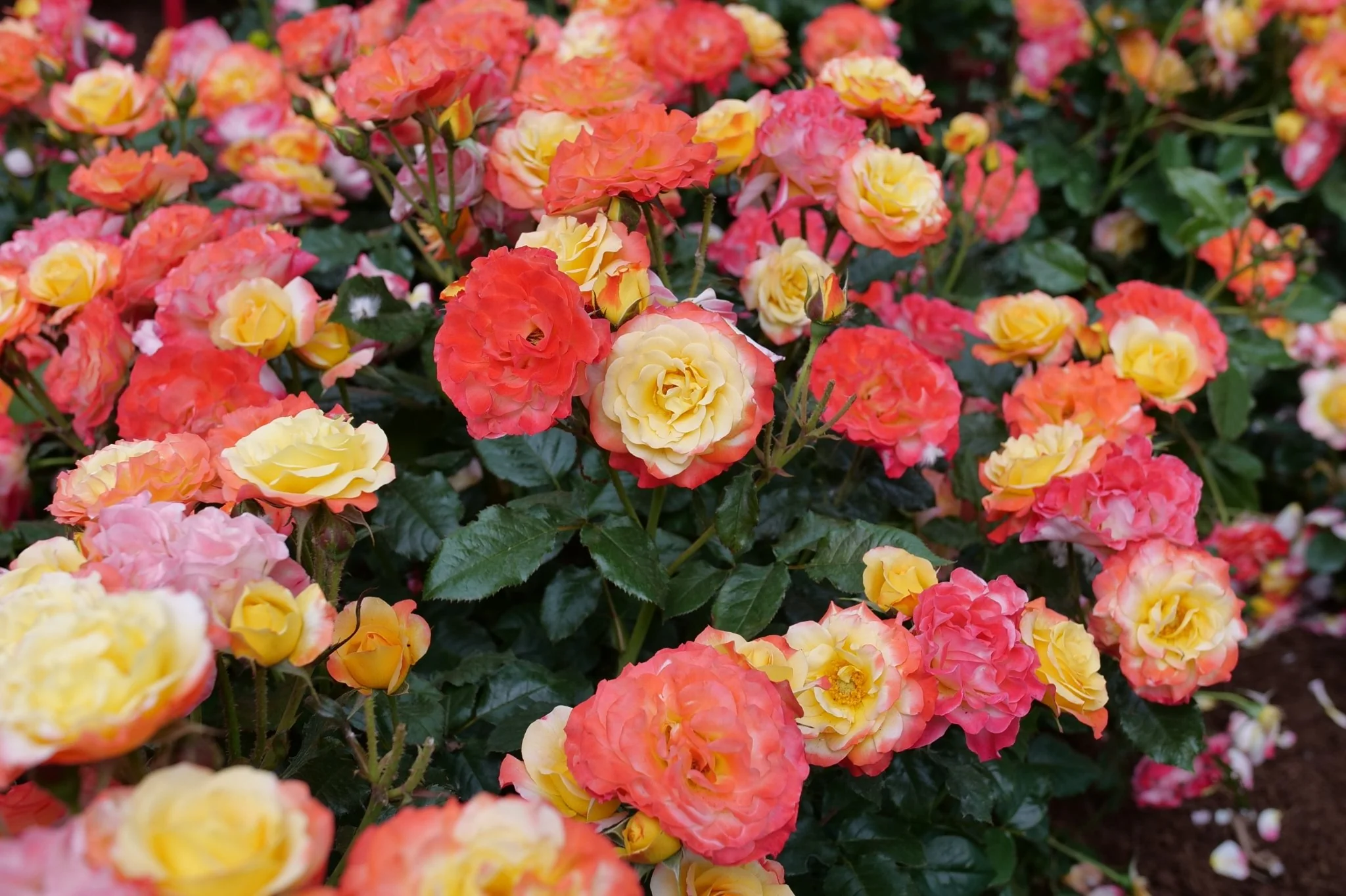 Oso Easy En Fuego® Landscape Rose