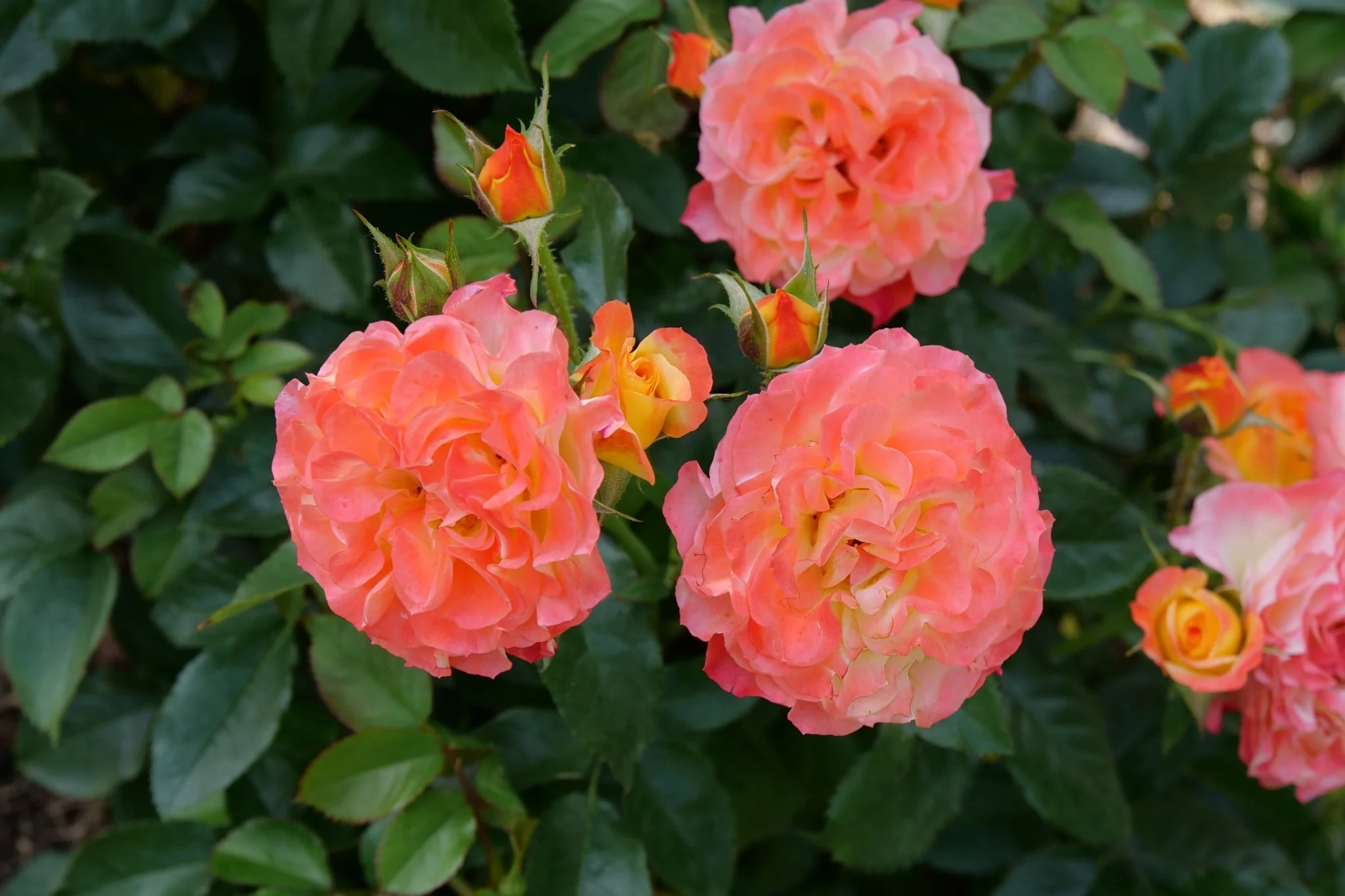 Oso Easy En Fuego® Landscape Rose - Image 2