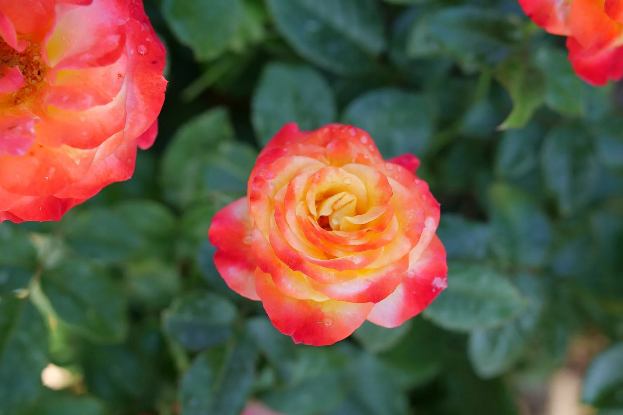 Oso Easy En Fuego® Landscape Rose - Image 3