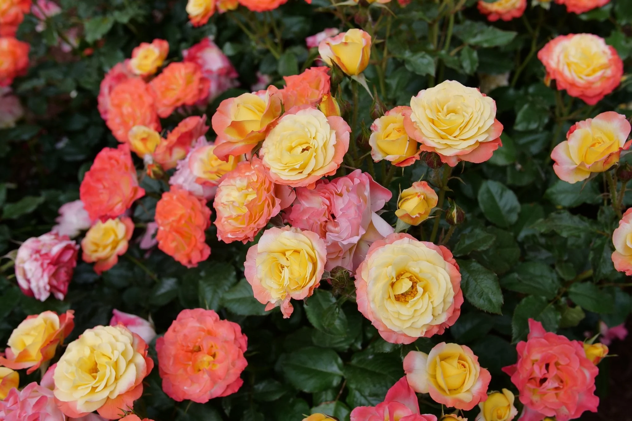 Oso Easy En Fuego® Landscape Rose - Image 4