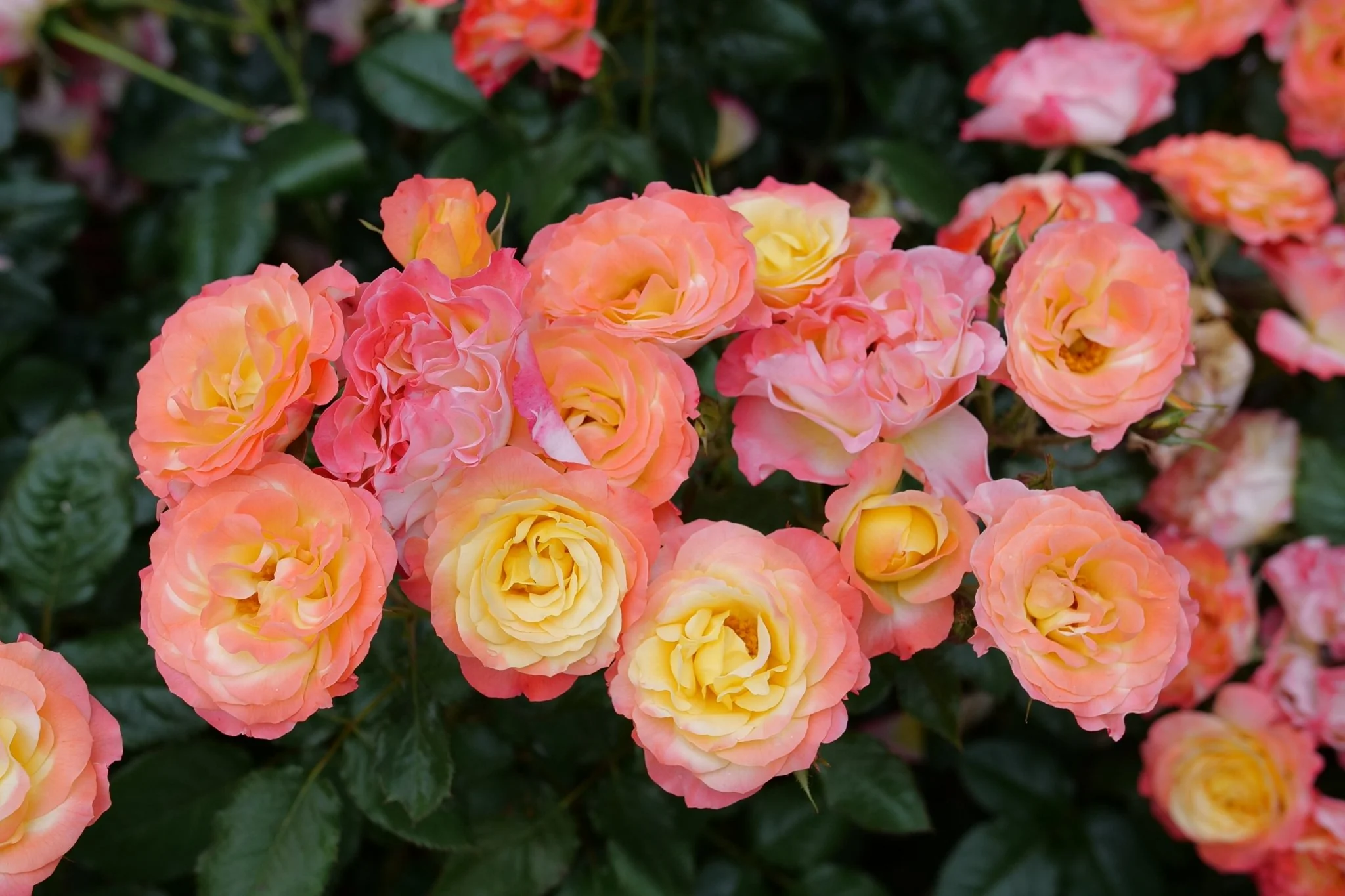 Oso Easy En Fuego® Landscape Rose - Image 5
