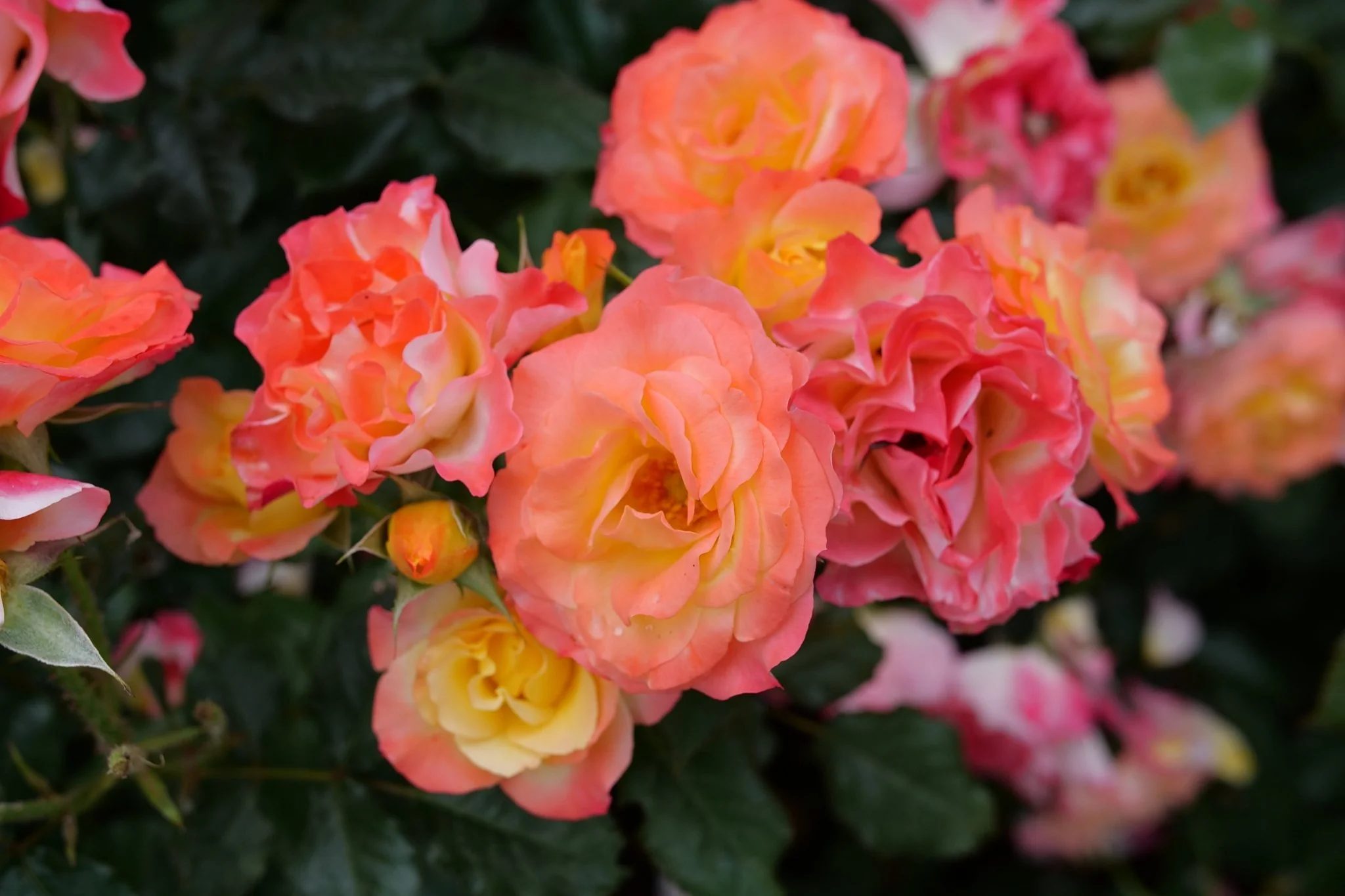 Oso Easy En Fuego® Landscape Rose - Image 6