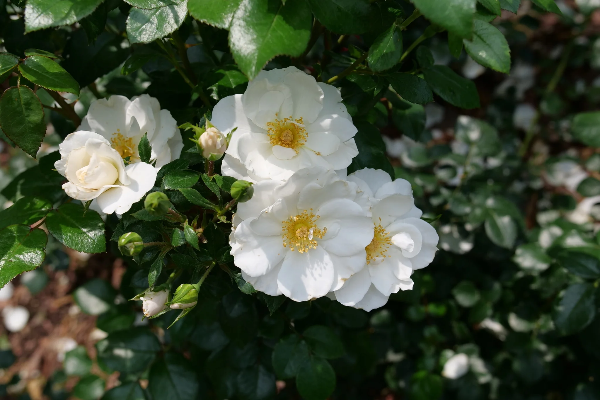 Oso Easy Ice Bay® Landscape Rose - Image 2