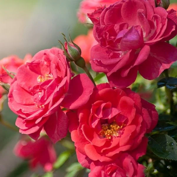 Oso Easy™ Mango Salsa Shrub Rose