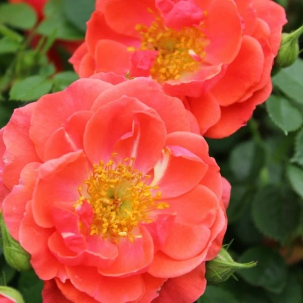 Oso Easy™ Mango Salsa Shrub Rose - Image 2