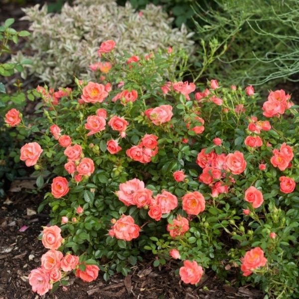 Oso Easy™ Mango Salsa Shrub Rose - Image 3