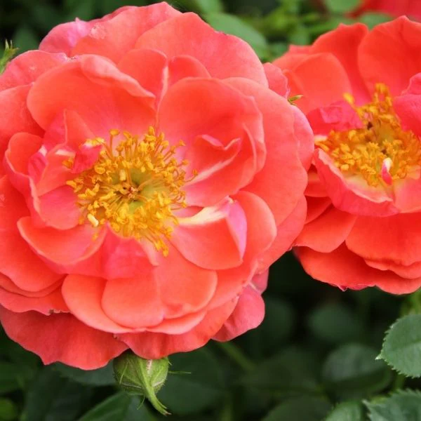 Oso Easy™ Mango Salsa Shrub Rose - Image 4