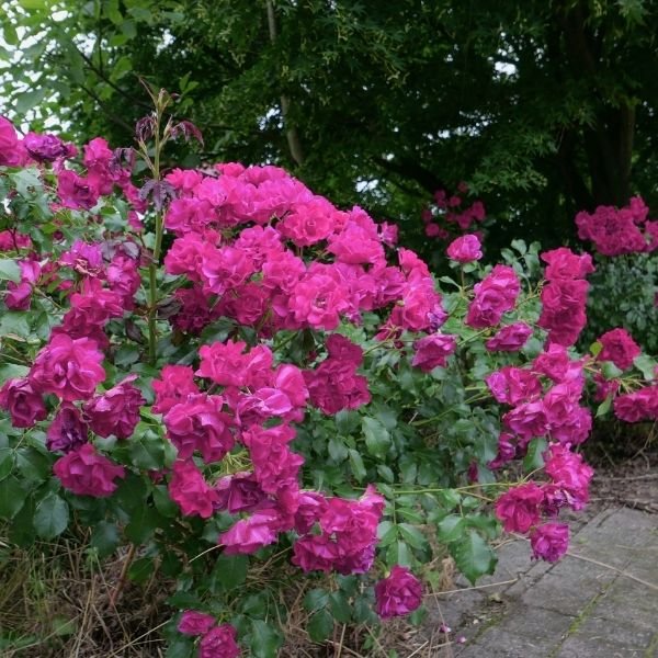 Oso Easy Peasy® Rose