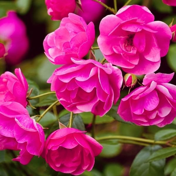 Oso Easy Peasy® Rose - Image 2
