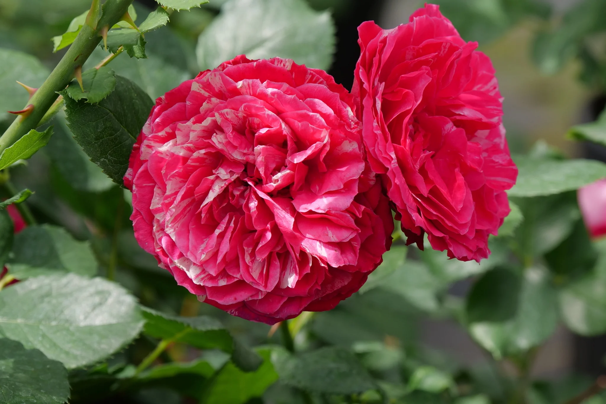 Oso Easy Red Stripe® Landscape Rose