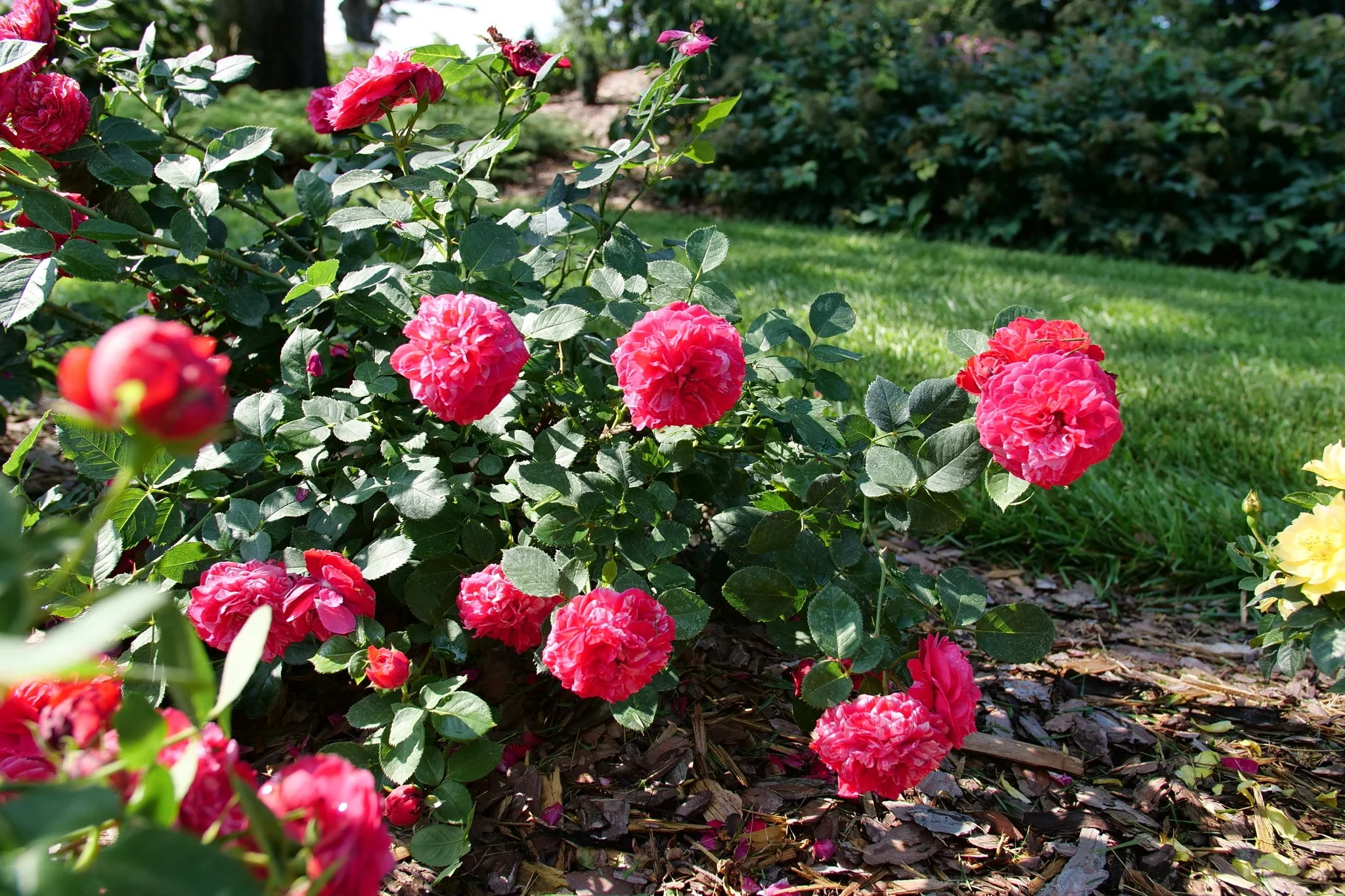 Oso Easy Red Stripe® Landscape Rose - Image 2