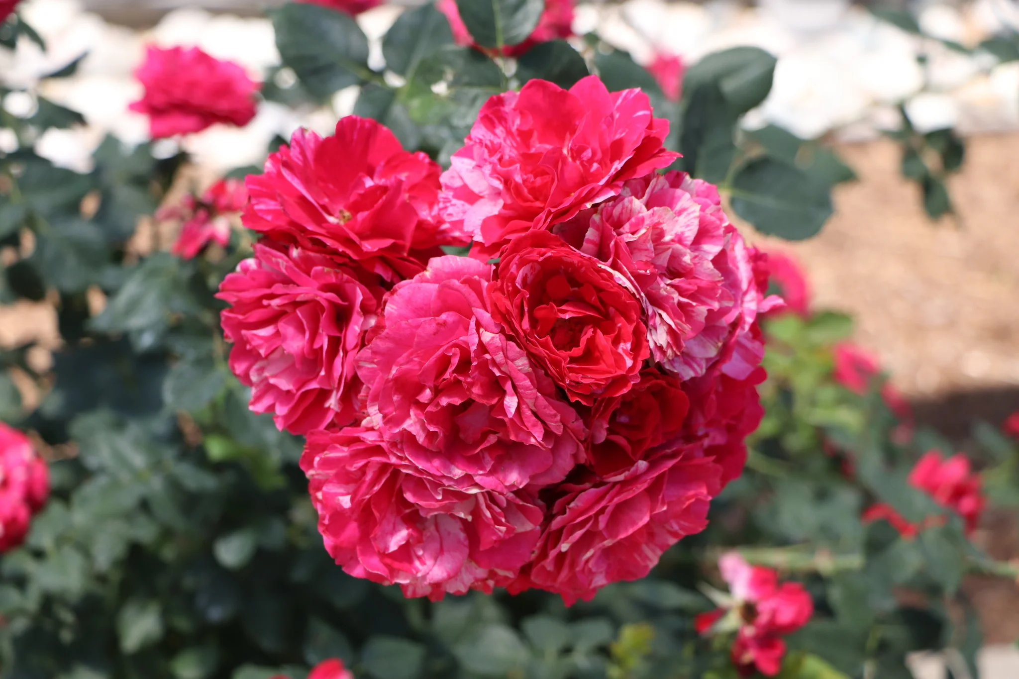 Oso Easy Red Stripe® Landscape Rose - Image 3