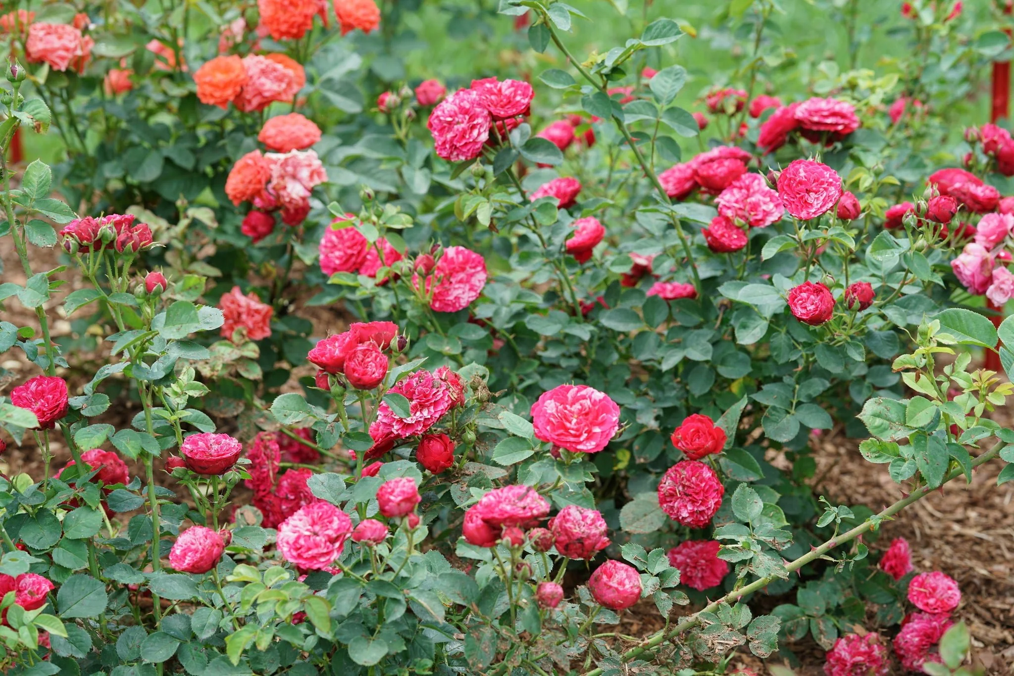 Oso Easy Red Stripe® Landscape Rose - Image 4
