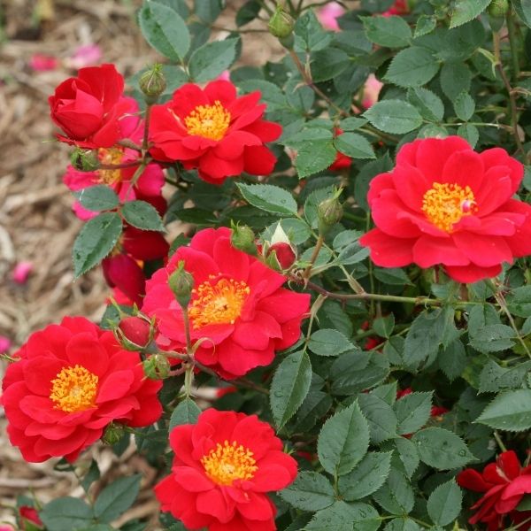 Oso Easy™ Urban Legend™ Shrub Rose
