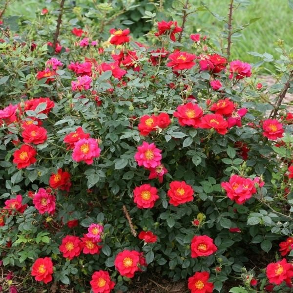 Oso Easy™ Urban Legend™ Shrub Rose - Image 2