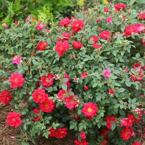 Oso Easy™ Urban Legend™ Shrub Rose - Image 3