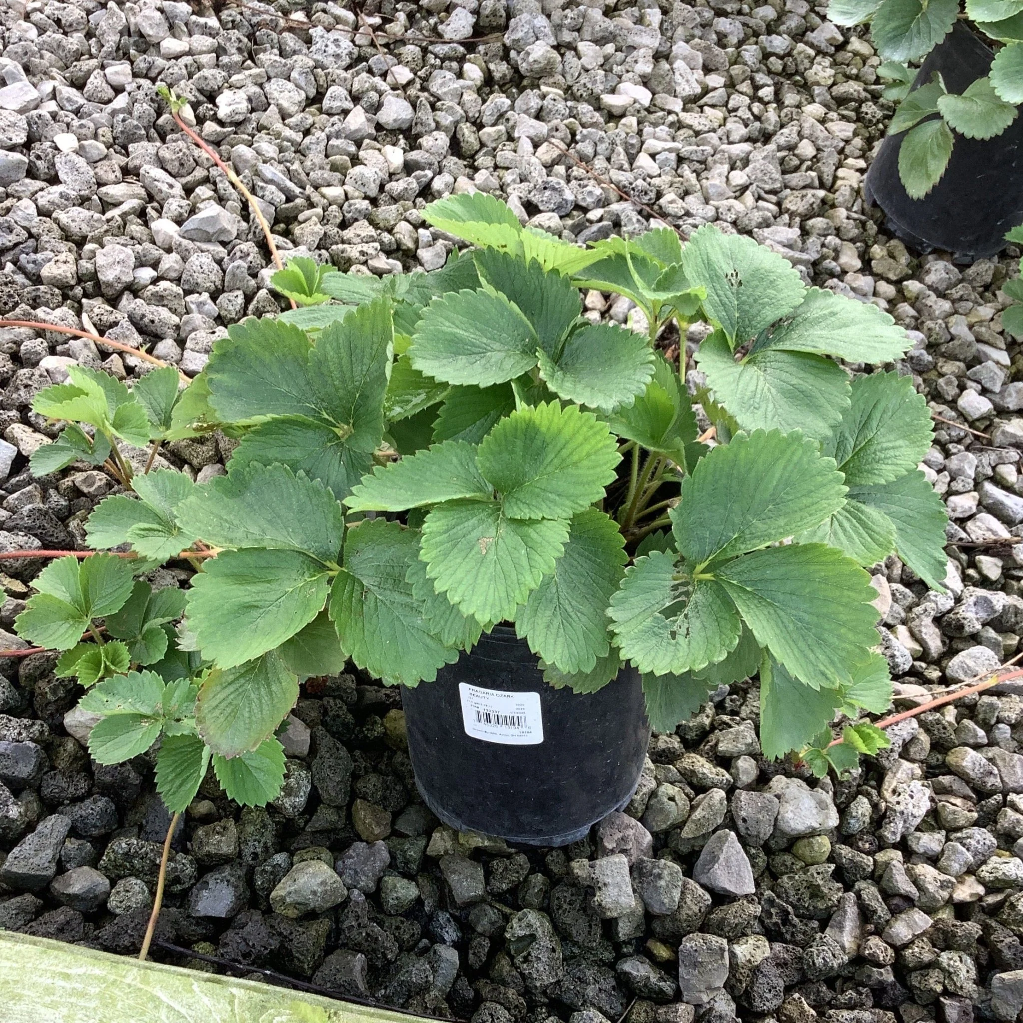 Ozark Beauty Everbearing Strawberry Plant - Image 3