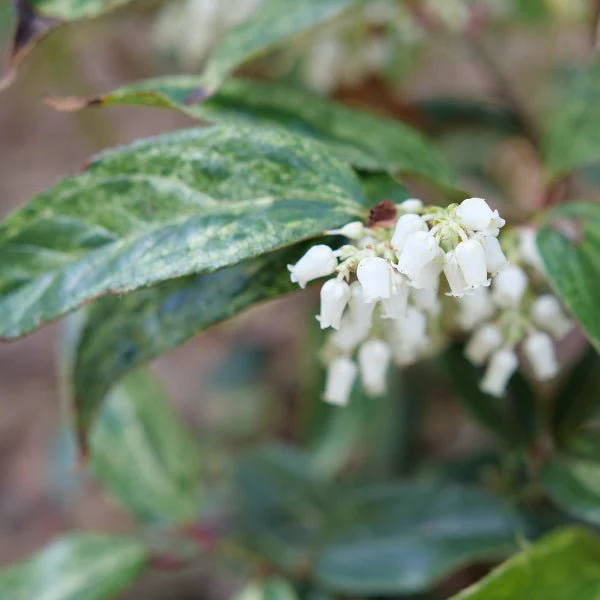 Paisley Pup® Leucothoe - Image 2