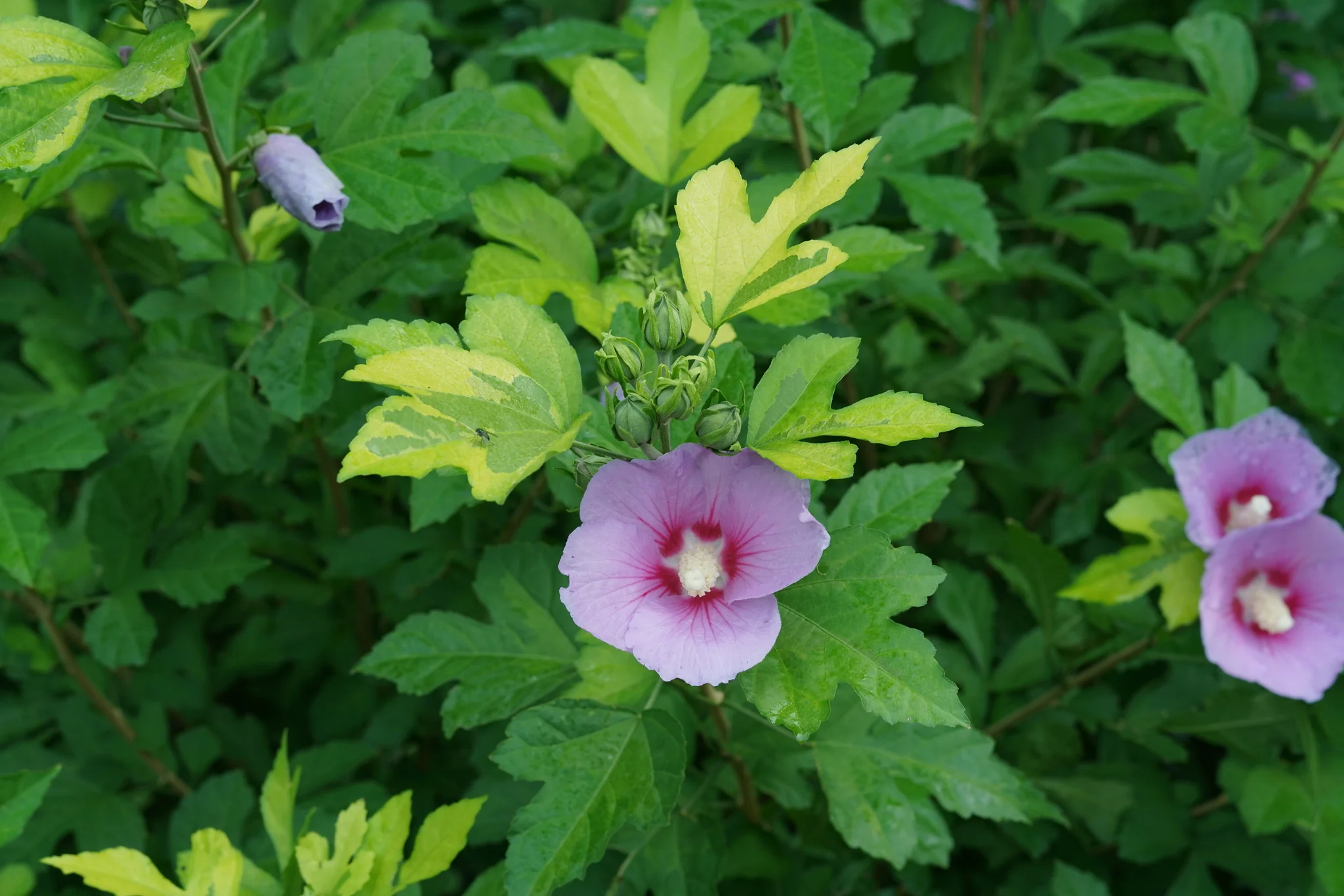 Paraplu Adorned® Rose of Sharon - Image 2