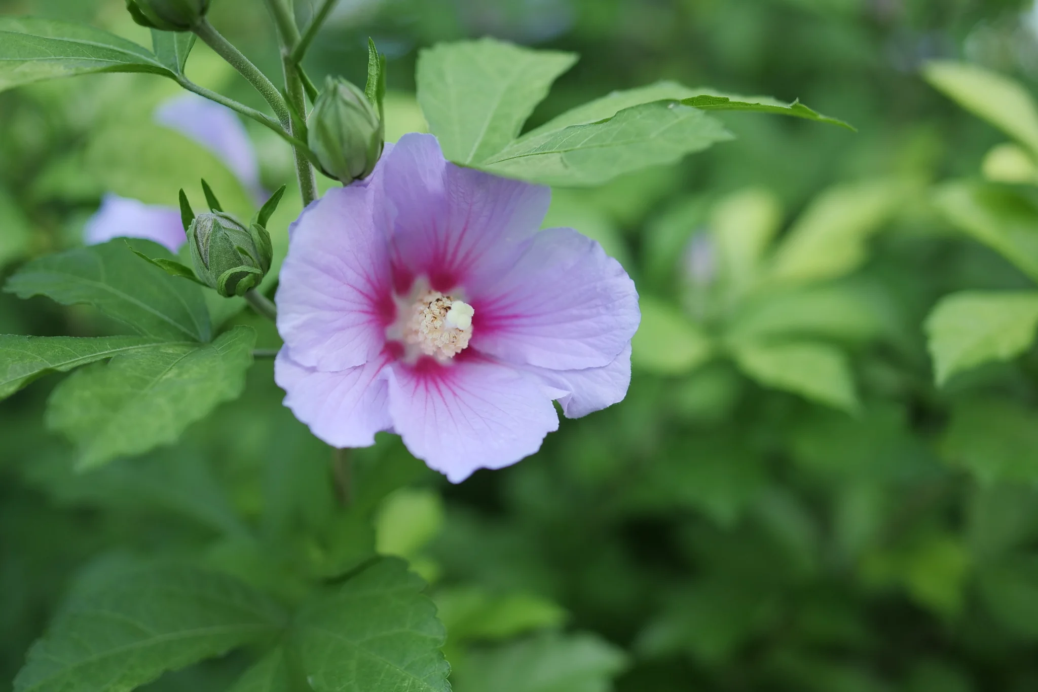 Paraplu Adorned® Rose of Sharon - Image 6