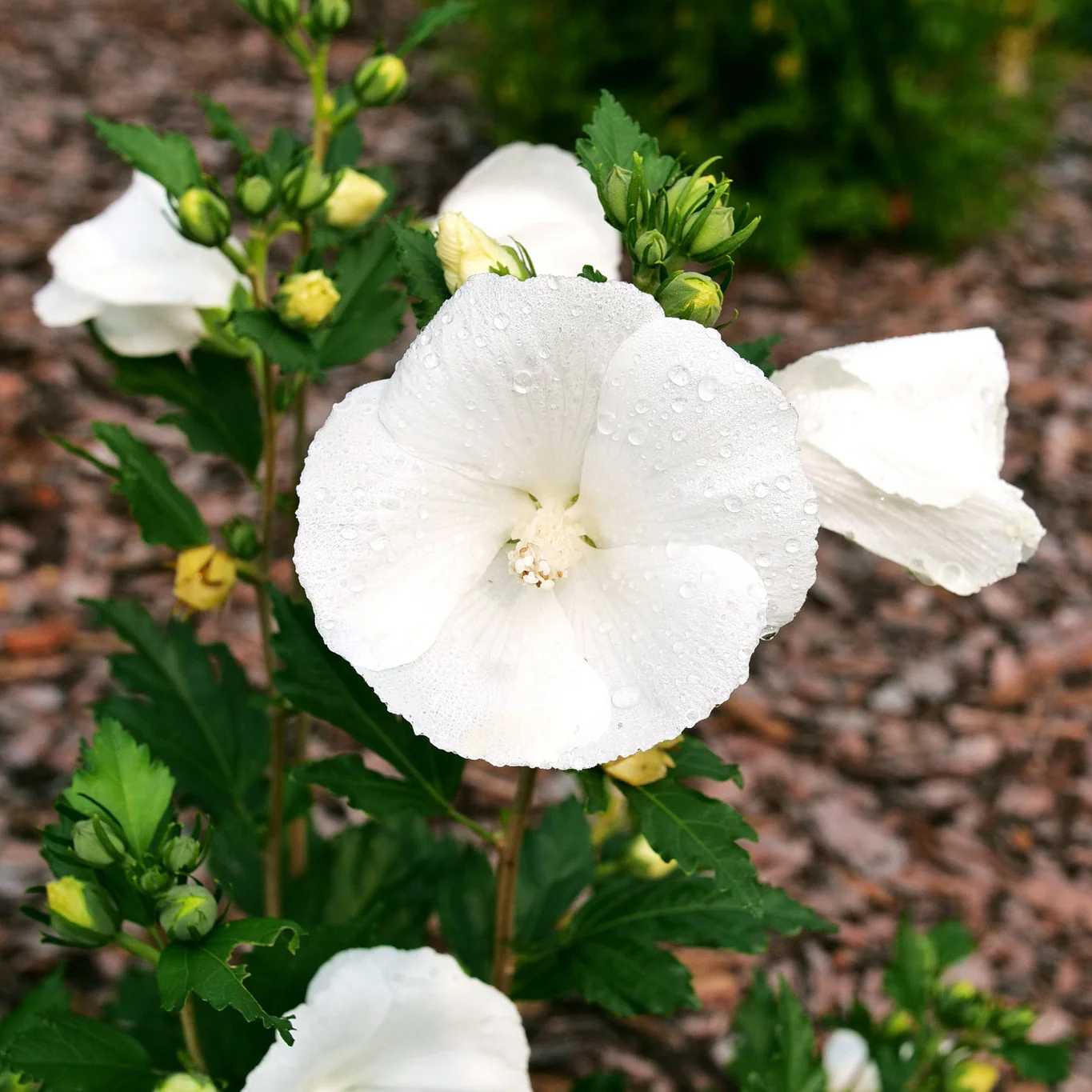 Paraplu® Pure White Rose of Sharon