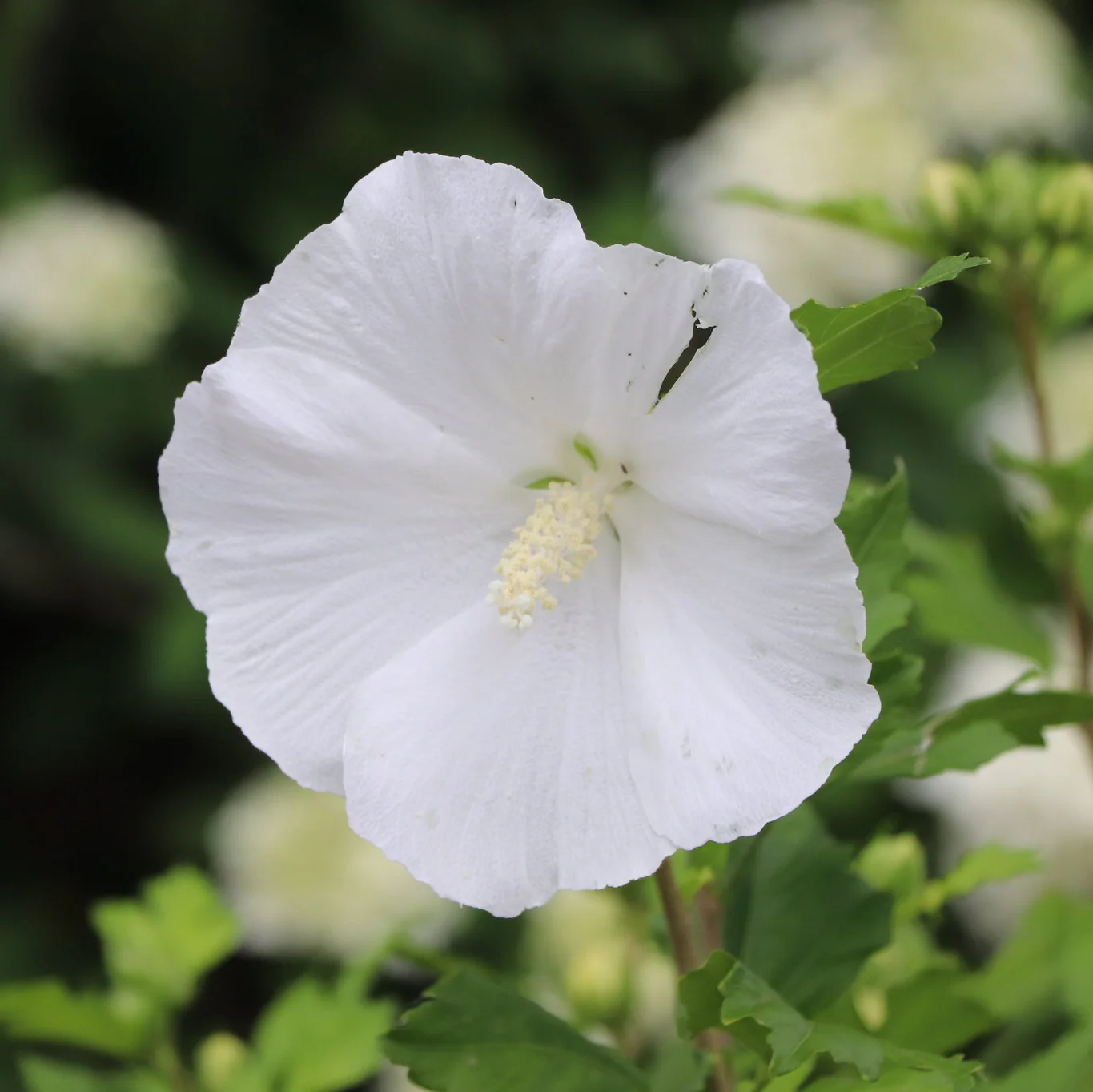 Paraplu® Pure White Rose of Sharon - Image 2