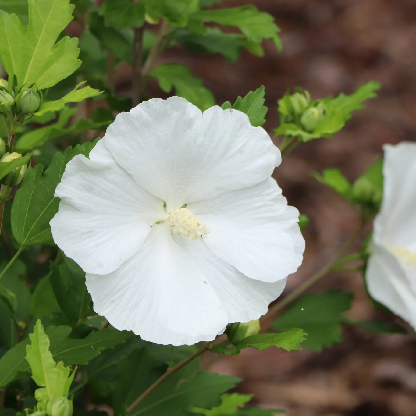 Paraplu® Pure White Rose of Sharon - Image 3