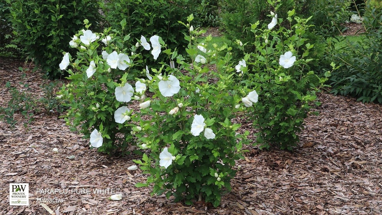 Paraplu® Pure White Rose of Sharon - Image 4