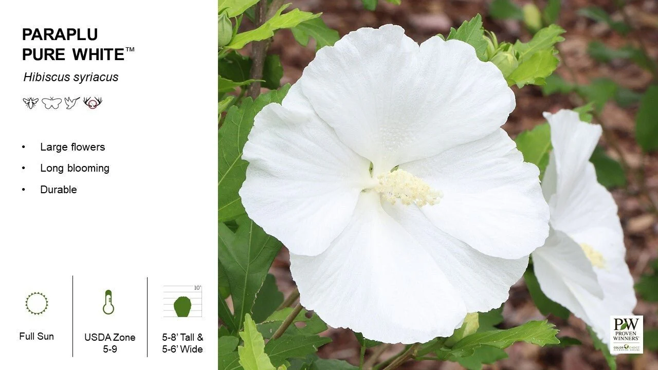 Paraplu® Pure White Rose of Sharon - Image 5