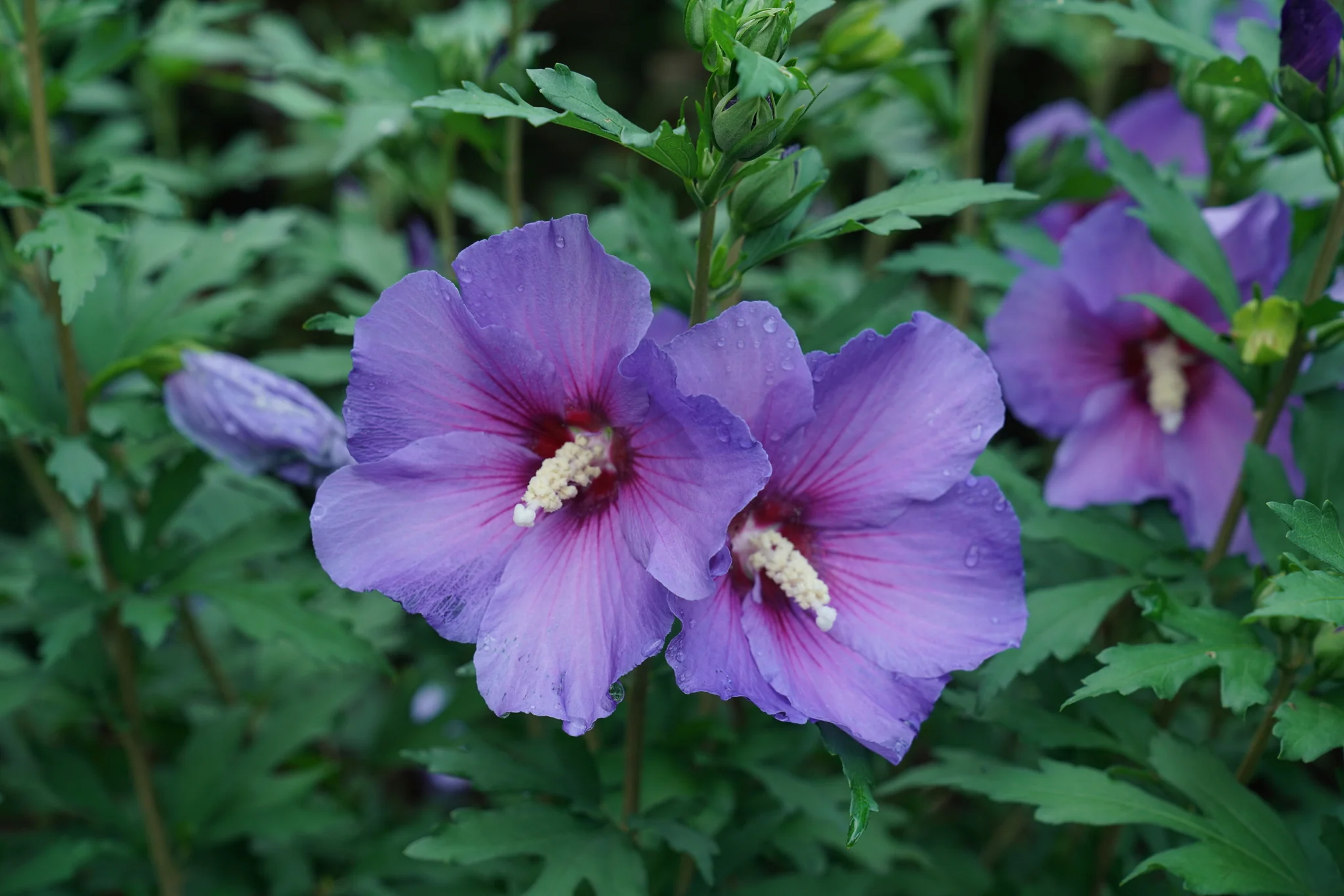 Paraplu Violet® Rose of Sharon - Image 2