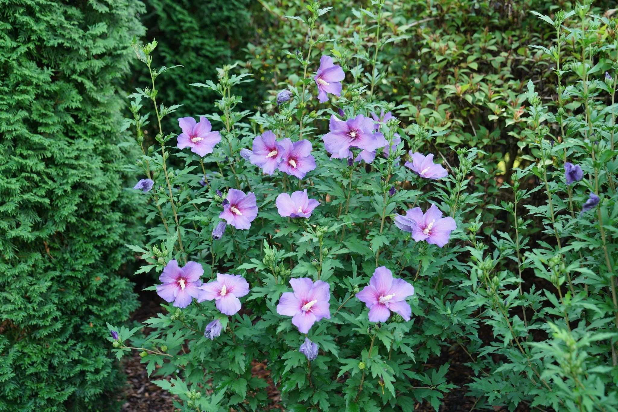 Paraplu Violet® Rose of Sharon - Image 3