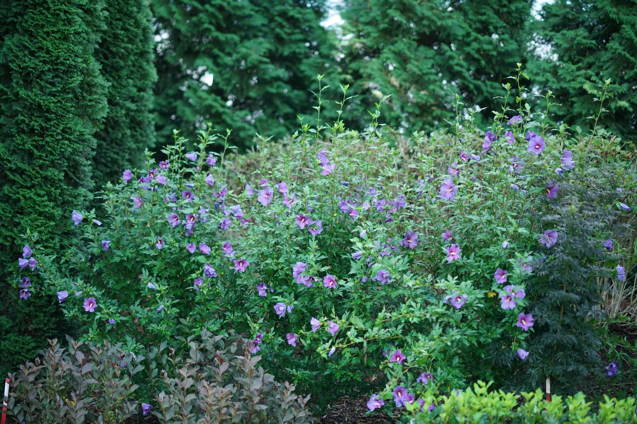 Paraplu Violet® Rose of Sharon - Image 4