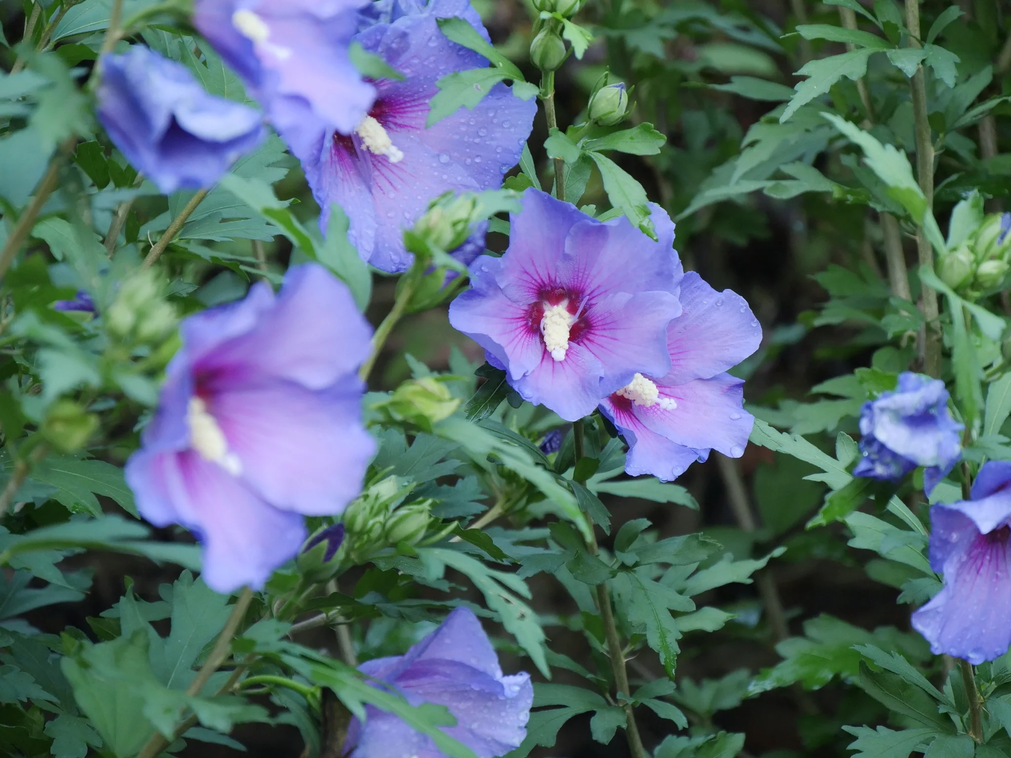 Paraplu Violet® Rose of Sharon - Image 5