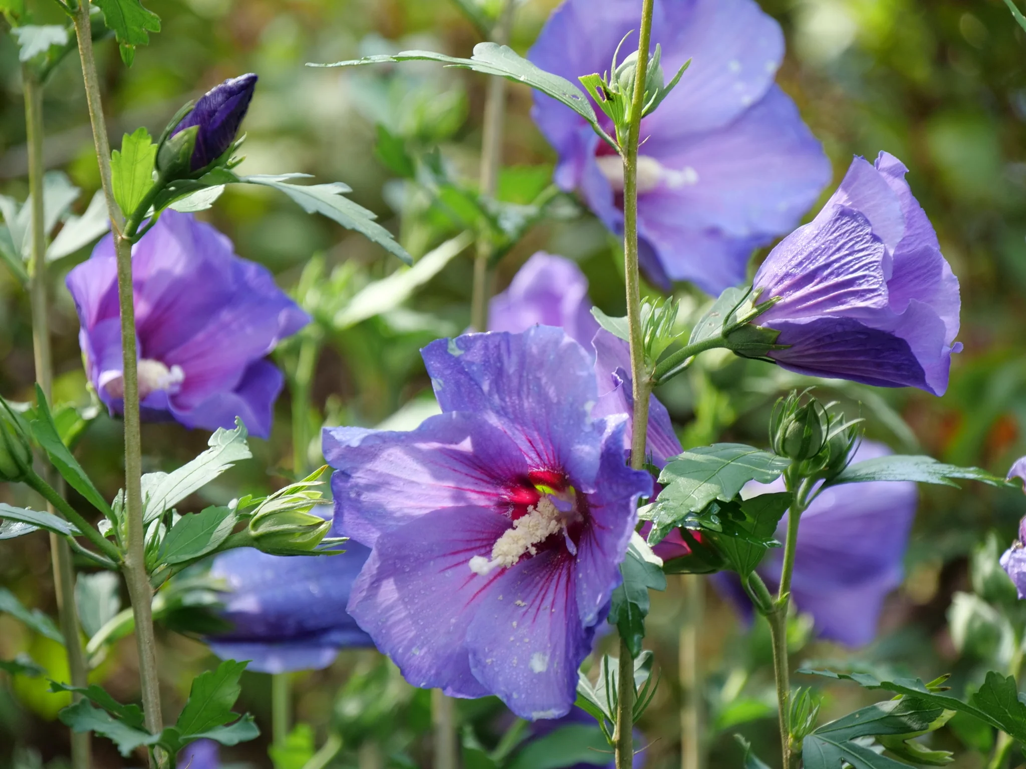 Paraplu Violet® Rose of Sharon - Image 6