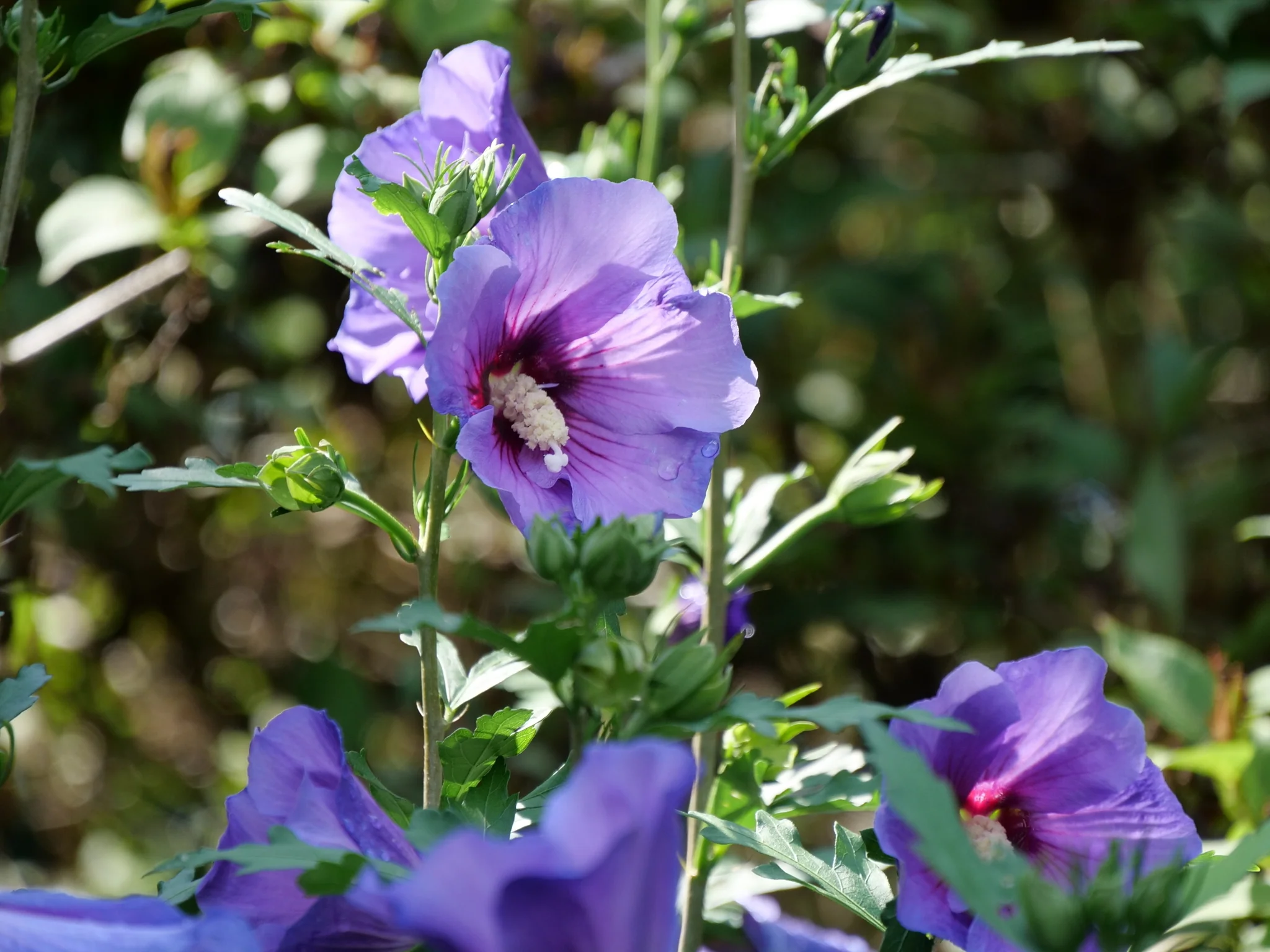 Paraplu Violet® Rose of Sharon - Image 7